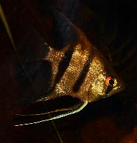 <i>Pterophyllum scalare</i>