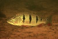 <i>Cichla orinocoensis</i>