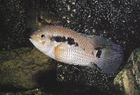 <i>Cichlasoma bimaculatum</i>