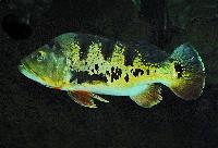 <i>Cichla monoculus</i>