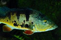 <i>Cichla monoculus</i>