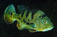 <i>Cichla monoculus</i>