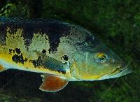 <i>Cichla monoculus</i>