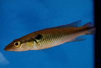 <i>Crenicichla anthurus</i>