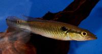 <i>Crenicichla anthurus</i>