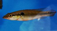 <i>Crenicichla anthurus</i>