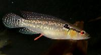 <i>Crenicichla saxatilis</i>