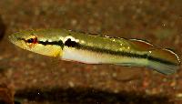 <i>Crenicichla</i> cf. <i>saxatilis</i>, Kaw