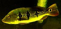 <i>Cichla orinocensis</i>