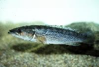 <i>Crenicichla scotti</i>