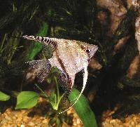 <i>Pterophyllum scalare</i>