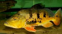 <i>Cichla temensis</i>