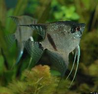 <i>Pterophyllum scalare</i> (blue flame angel)