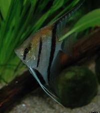 <i>Pterophyllum scalare</i>, Rio Manacapuru