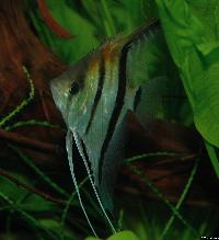 <i>Pterophyllum scalare</i>, Rio Manacapuru