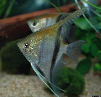 <i>Pterophyllum scalare</i>, Rio Manacapuru