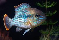 <i>Andinoacara rivulatus</i>