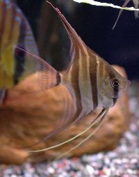 <i>Pterophyllum altum</i>