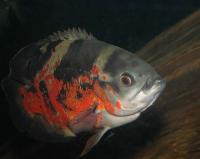 <i>Astronotus ocellatus</i>