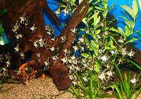 <i>Pterophyllum scalare</i>, Rio Manacapuru