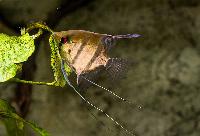 <i>Pterophyllum scalare</i>