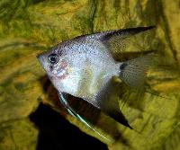 <i>Pterophyllum scalare</i>, (Ghost Angel)