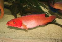 <i>Crenicichla</i> sp. 'Atabapo red'