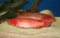 <i>Crenicichla</i> sp. 'Atabapo red'