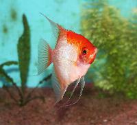 <i>Pterophyllum scalare</i>, (Solid red)