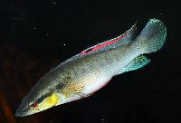 <i>Crenicichla proteus</i>