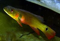 <i>Crenicichla</i> sp. aff 'lugubris cobra'