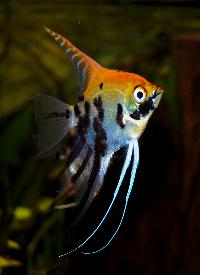 <i>Pterophyllum scalare</i>