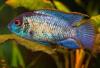 <i>Andinoacara pulcher</i>, electric blue