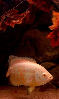 <i>Astronotus ocellatus</i>