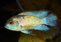 <i>Andinoacara pulcher</i>, Electric blue