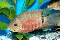 Hanteciklid, severum, bandad ciklid