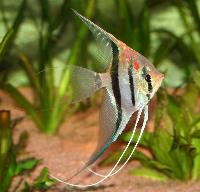 <i>Pterophyllum scalare</i>, Rio Manacapuru