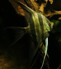 <i>Pterophyllum altum</i>