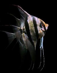 <i>Pterophyllum altum</i>