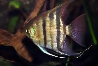 <i>Pterophyllum leopoldi</i>