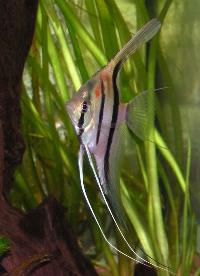 <i>Pterophyllum scalare</i>, Rio Manacapuru