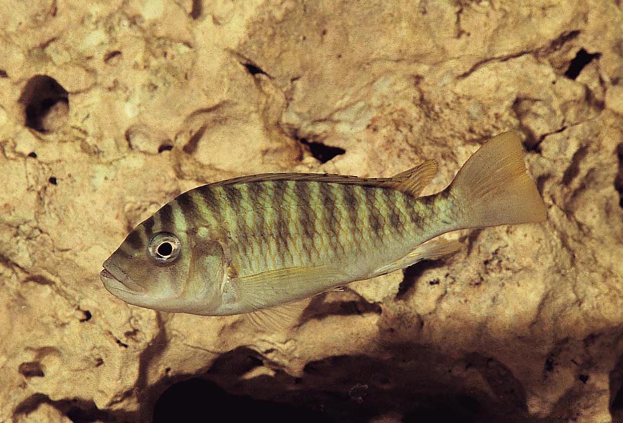 Randig Petrochromis