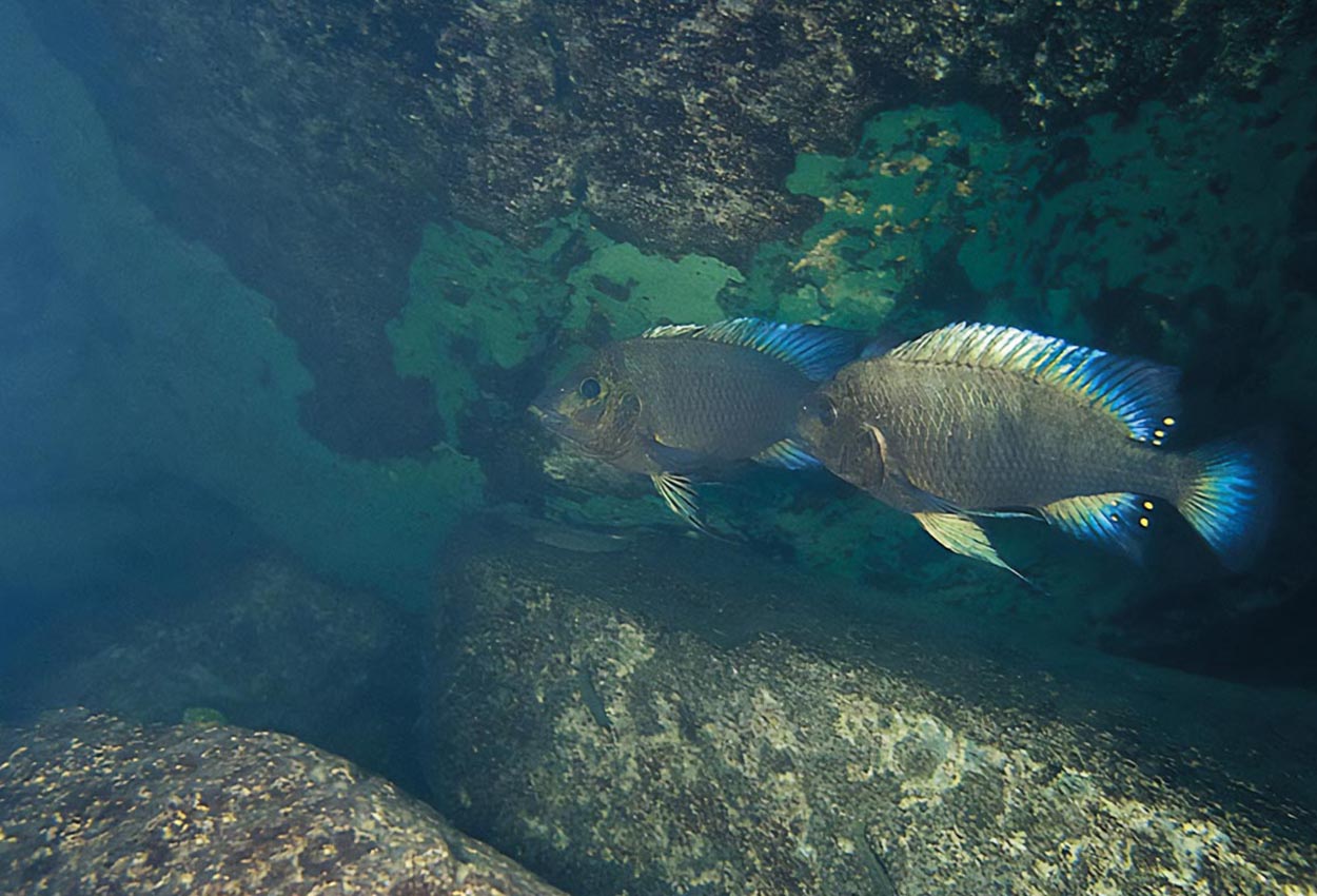 Jättepetrochromis, Texas blue petrochromis