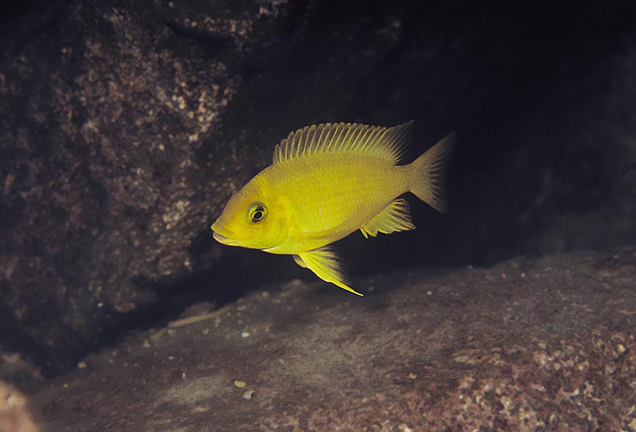 Golden Petrochromis, guldpetrochromis