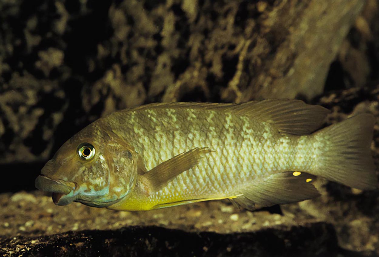 Kabogo green petrochromis, Macrognathus petrochrom