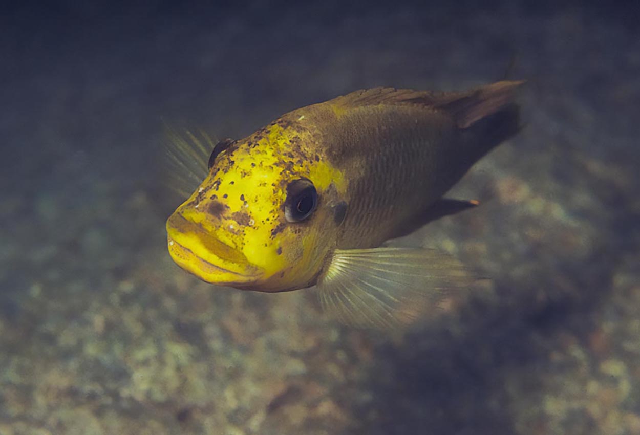 Moshi, gul petrochromis