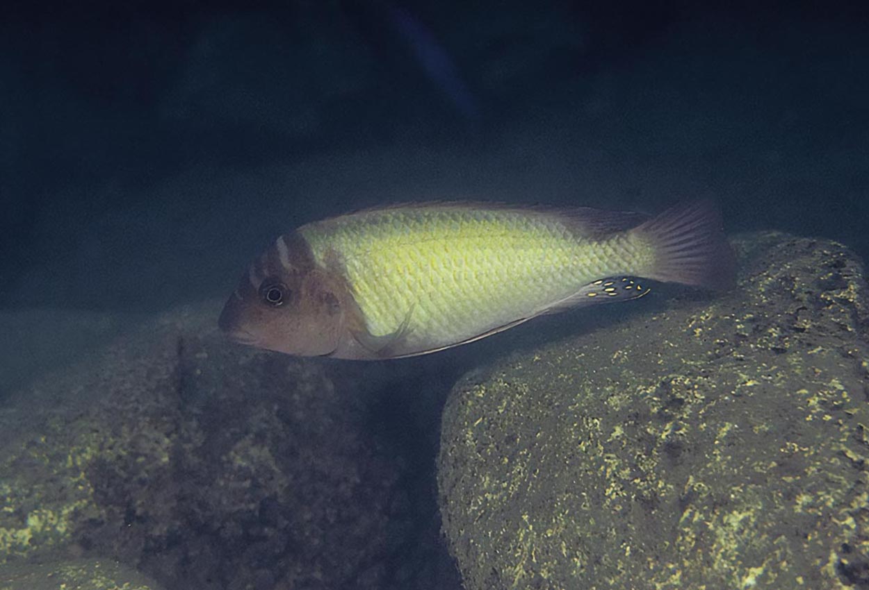 Vit Petrochromis