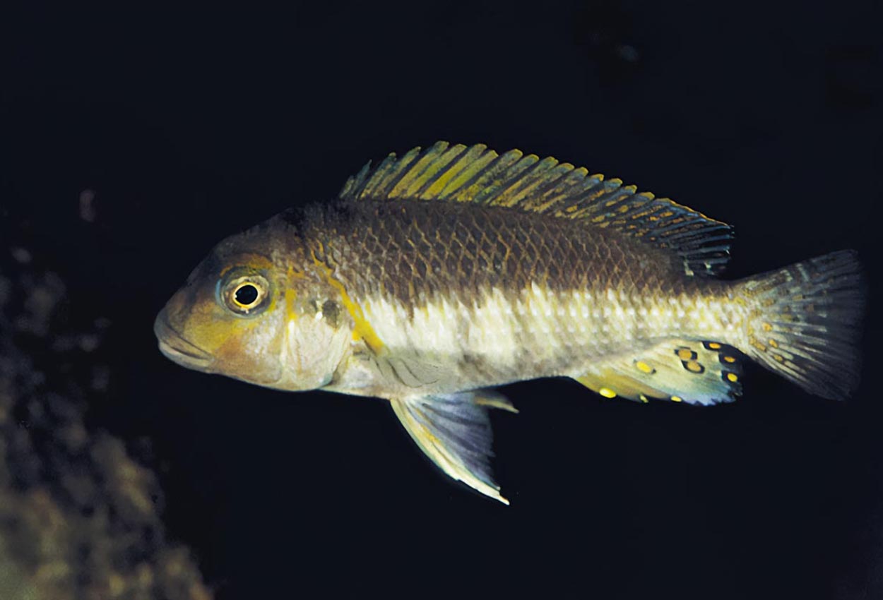 Orthognathus tricolor, tricolor