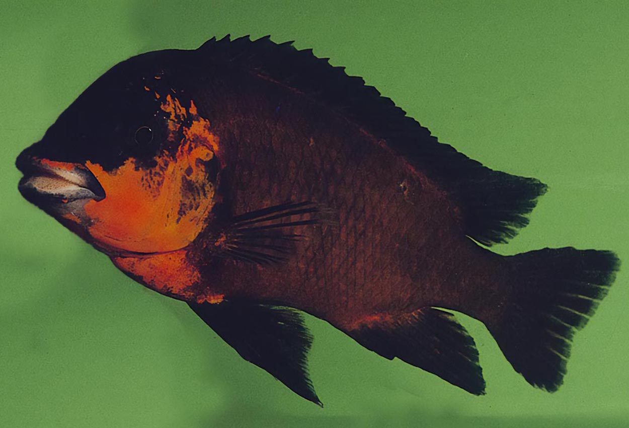 Röd Petrochromis