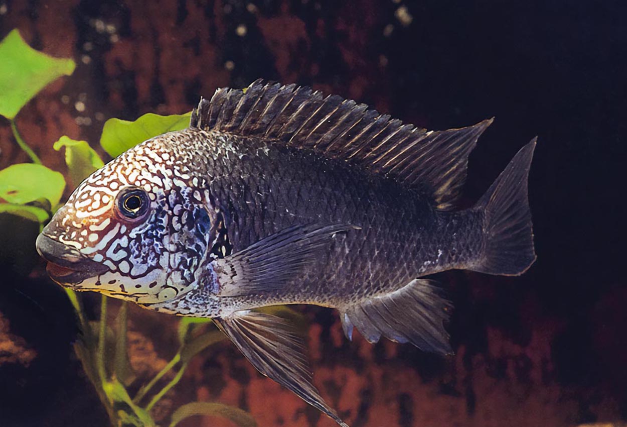 Texas petrochromis